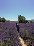 Champ dans le Luberon