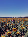 Champ dans le Luberon