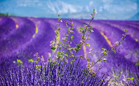 customize your private guided tour in provence