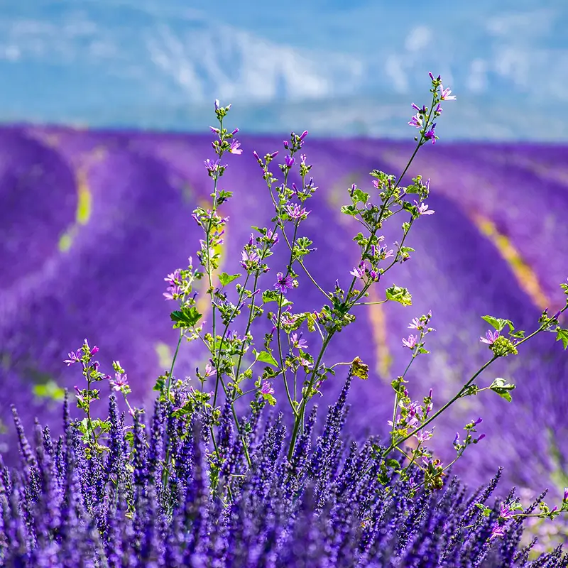 customize your private guided tour in provence large image