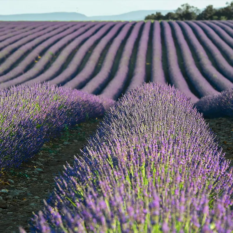 provence guided tours prices with gordana expert local guide